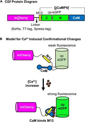 A Ratiometric Calcium Reporter CGf Reveals Calcium Dynamics Both in the Single Cell and Whole Plant Levels Under Heat Stress